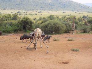 LTA Big5 Safari Group Tour