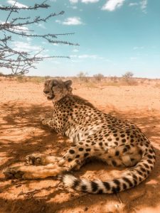 LTA Big5 Safari Group Tour