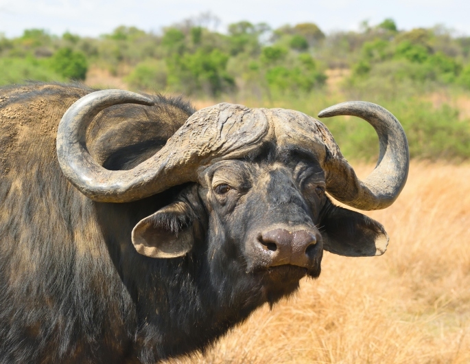 Buffalo image
