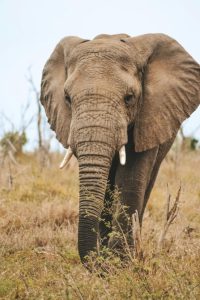Big 5 Safari Group Tour
