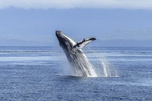 Cape Town & West Coast Group Tour